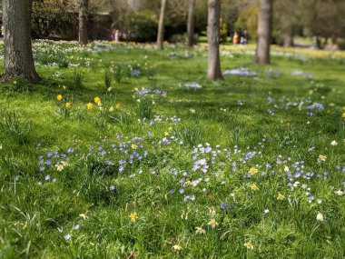 Baharda çiçekli güzel bir park.