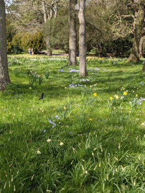 Baharda çiçekli güzel bir park.
