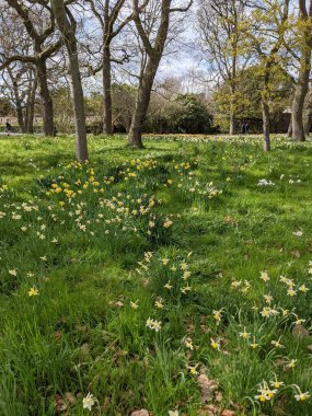 Baharda çiçekli güzel bir park.