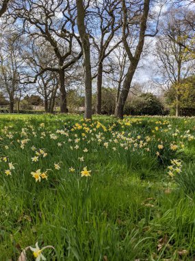 Baharda çiçekli güzel bir park.