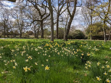 Baharda çiçekli güzel bir park.