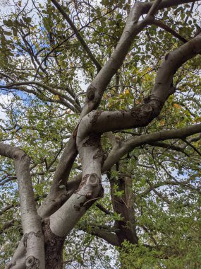Parktaki güzel büyük ağacın manzarası 