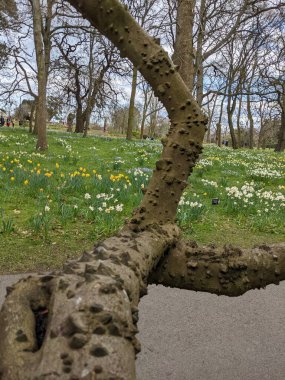 Baharda çiçekli güzel bir park.