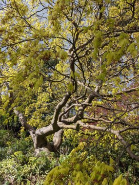 Mavi arka planda ağaçlar olan güzel yeşil bir park.