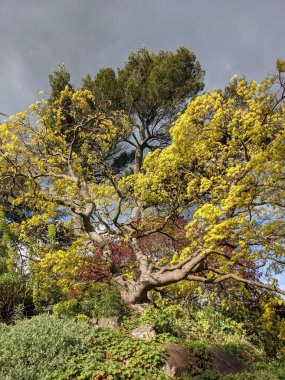 Mavi arka planda ağaçlar olan güzel yeşil bir park.