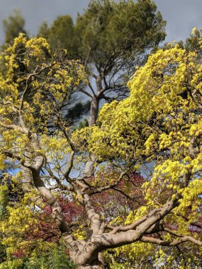 Mavi arka planda ağaçlar olan güzel yeşil bir park.