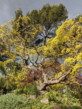 Mavi arka planda ağaçlar olan güzel yeşil bir park.