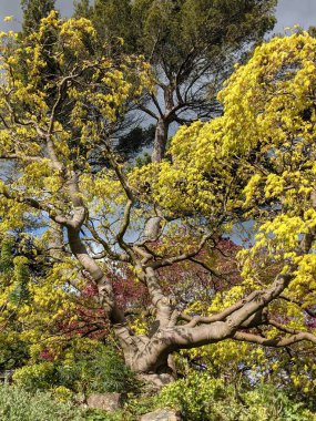 Mavi arka planda ağaçlar olan güzel yeşil bir park.