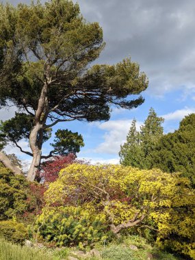 Mavi arka planda ağaçlar olan güzel yeşil bir park.