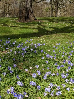 Ormanda mavi çiçekli bahar çayırı 