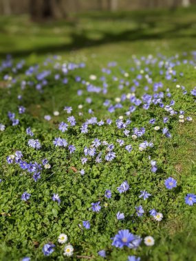 Mavi çiçekli bahar çayırı