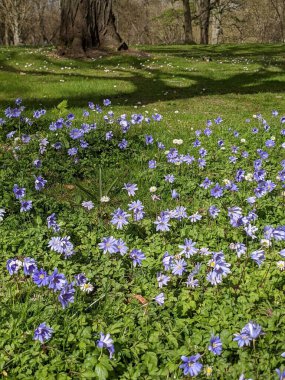 Ormanda mavi çiçekli bahar çayırı 