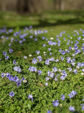 Mavi çiçekli bahar çayırı