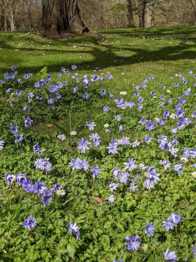 Ormanda mavi çiçekli bahar çayırı 