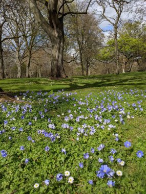 Baharda çiçekli güzel bir park.