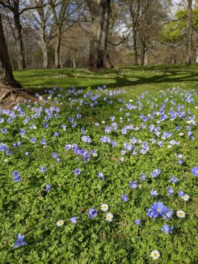 Baharda çiçekli güzel bir park.