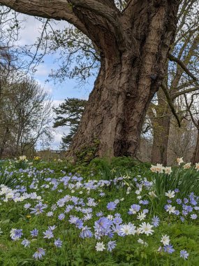 Baharda çiçekli güzel bir park.
