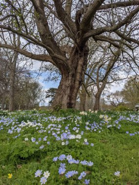 Baharda çiçekli güzel bir park.