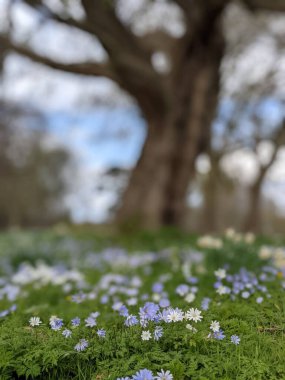 Baharda çiçekli güzel bir park.