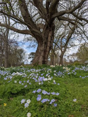 Baharda çiçekli güzel bir park.