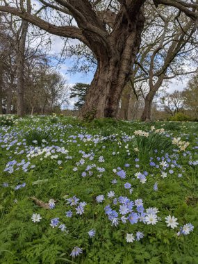 Baharda çiçekli güzel bir park.