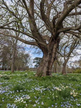 Baharda çiçekli güzel bir park.
