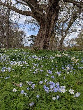 Baharda çiçekli güzel bir park.