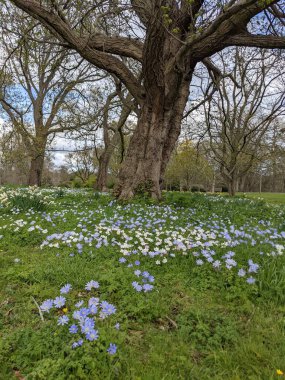 Baharda çiçekli güzel bir park.