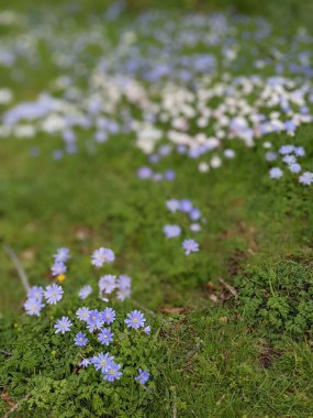 Mavi çiçekli bahar çayırı