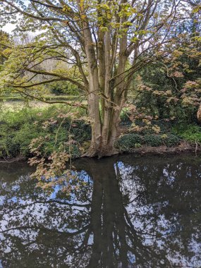 Nehir ve ağaçlarla dolu güzel bir manzara  