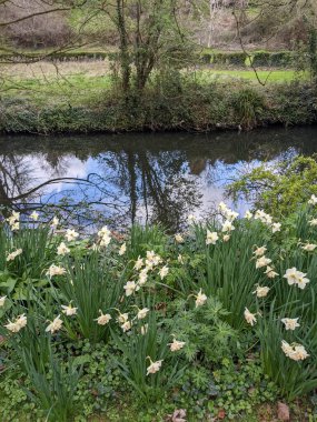 Küçük bir gölün kıyısındaki beyaz nergisler
