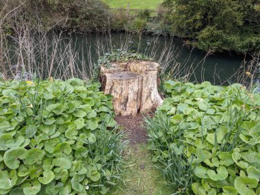 Küçük bir gölün kıyısında ağaç kütüğü ve yeşil yapraklar.