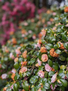 Bahçede solmuş pembe çiçekleri olan güzel çalılar.