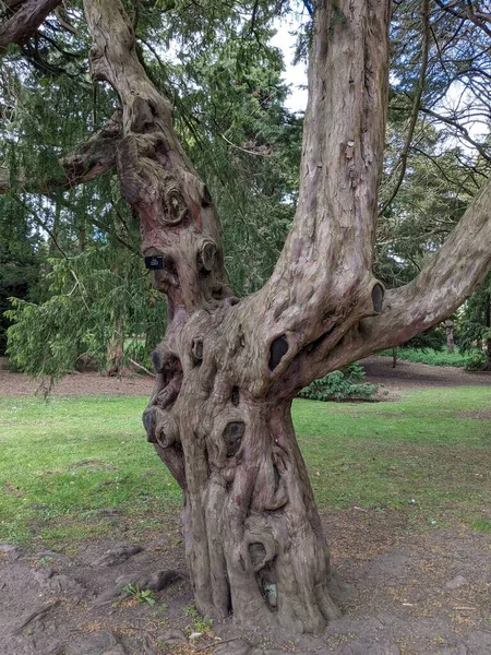 Uitzicht Prachtige Grote Boom Het Park — Stockfoto