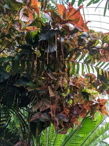Krásná Tropická Rostlina Zeleným Červeným Listím — Stock fotografie