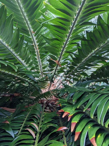 Tropikal orman yaprakları, palmiye yaprakları ve bitkiler