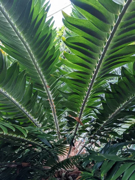 Tropikal orman yaprakları, palmiye yaprakları ve bitkiler