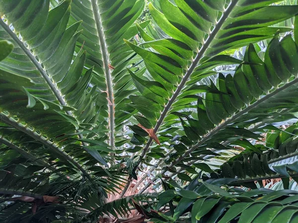 Tropikal orman yaprakları, palmiye yaprakları ve bitkiler