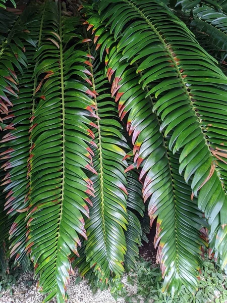 Tropical Jungle Foliage Palm Leaves Plants — Stock fotografie