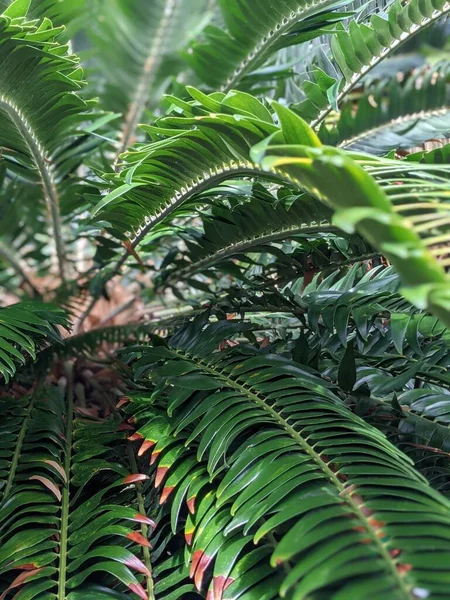 Tropical Jungle Foliage Palm Leaves Plants — Φωτογραφία Αρχείου