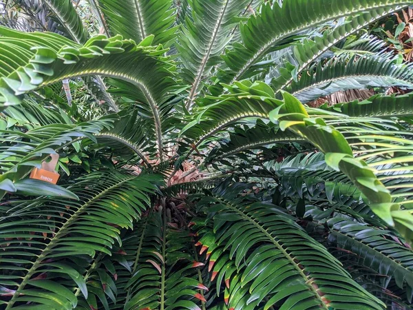 Листя Тропічних Джунглів Листя Пальми Рослини — стокове фото