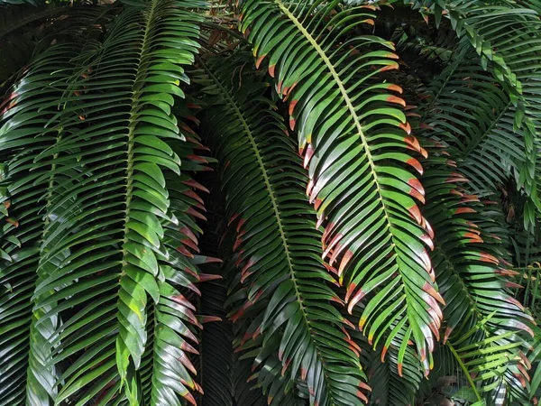 Tropikal orman yaprakları, palmiye yaprakları ve bitkiler