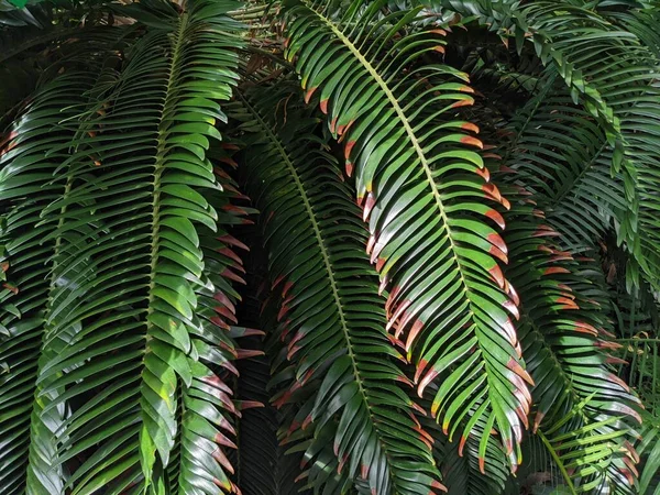 Tropikal orman yaprakları, palmiye yaprakları ve bitkiler