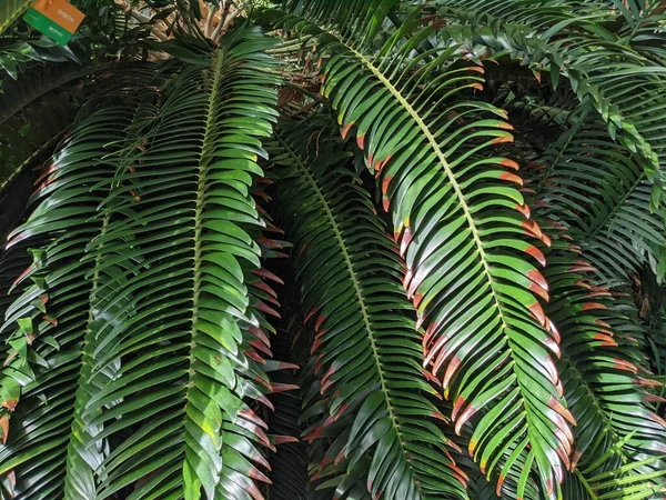 Tropical Jungle Foliage Palm Leaves Plants — Stock Photo, Image