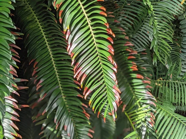 Tropikal orman yaprakları, palmiye yaprakları ve bitkiler