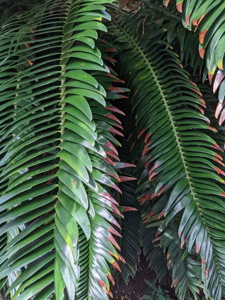 대밀림의 야자나무 — 스톡 사진