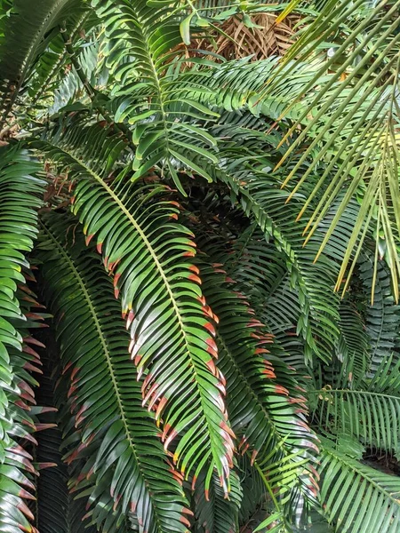 Folhagem Tropical Selva Folhas Palma Plantas — Fotografia de Stock