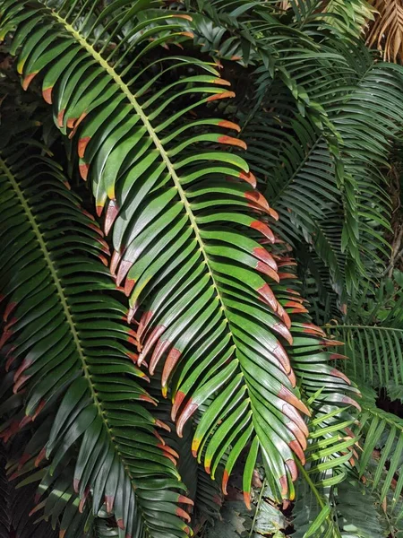 Tropical Jungle Foliage Palm Leaves Plants — Stock Photo, Image