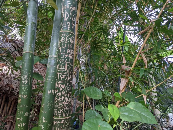 Troncos Con Arañazos Follaje Árboles Bambú — Foto de Stock