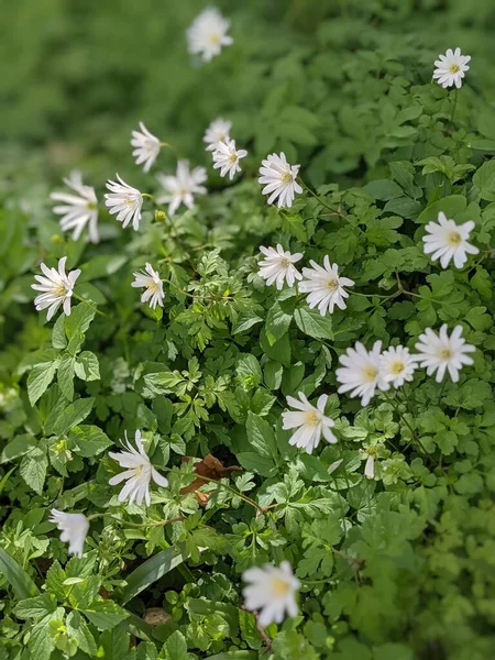 Beautiful White Flowers Garden — Stock Photo, Image